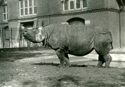 1922年10月、ロンドン動物園のインディアンサイ 作： Frederick William Bond